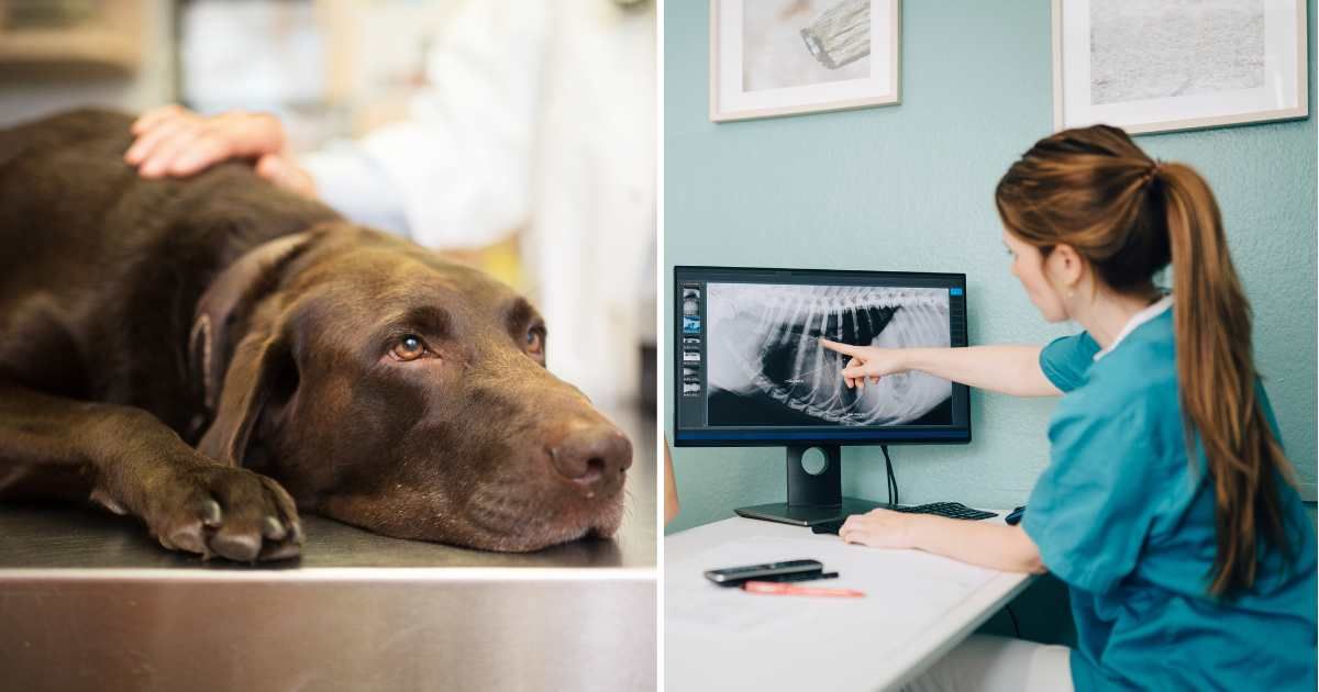(L) A chocolate brown Labrador at vet. (R) A female vet checking an X-ray scan. (Representative Cover Image Source: Getty Images | (L) ThePalmer, (R) Maskot)