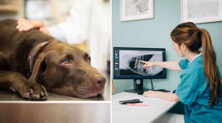 Owner rushed her sick Labrador to the vet after she fell ill — but what showed up on the X-ray had her thanking popular underwear brand