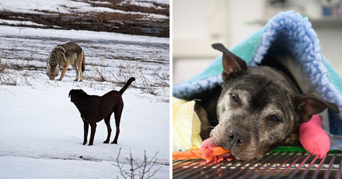 (L) A domestic dog has it's first run in with a wild coyote, (R) A dog recovers from surgery. (Representative Cover Image Source: Getty Images |(L) Akchamczuk, (R) Leon Neal)