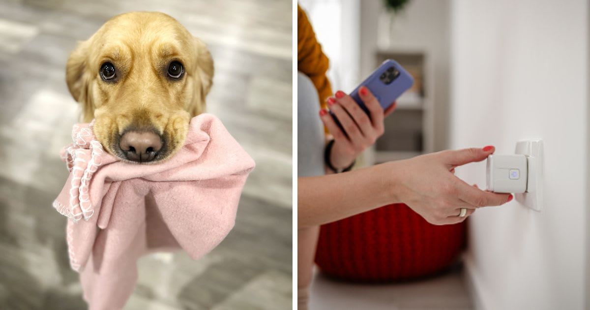 (L) A dog holding a pink blanket, (R) A Woman examining a power outlet. (Representative Cover Image Source: Getty Images | (L) Yellow Garnet Photography, (R) South_agency)
