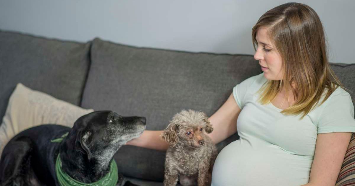 Pregnant woman petting her two senior dogs. (Representative Image Source: Getty Images | LittleCityLifestylePhotography)