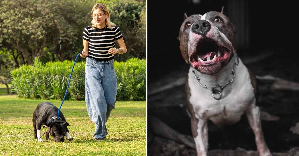 (L) A woman walking her pet dog. (R) A pitbull barking. (Representative Cover Image Source: Getty Images | (L) Guillermo Spelucin, (R) Andre Valentim)