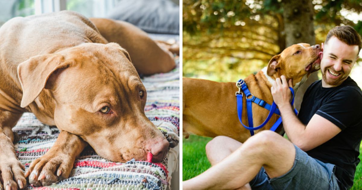 (L) A Lovable, pretty Pit Bull, (R) A Laughing guy hugging and getting licked by his pit bull. (Representative Cover Image Source: Getty Images | (L) Sviatlana Barchan, (R) WhitneyLewisPhotography)
