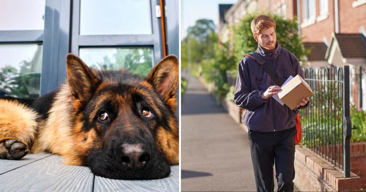 (L) Shepherd dog lies on the terrace of the house. (R) Postman checking delivery whilst walking down urban road (Representative Cover Image Source: Getty Images | (L) Mariya Borisova / 500 px, (R) Mike Harrington)