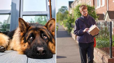 Mailman asked to fulfill friendly German Shepherd’s dying wish — neighbors couldn’t hold back tears when they saw what he carried