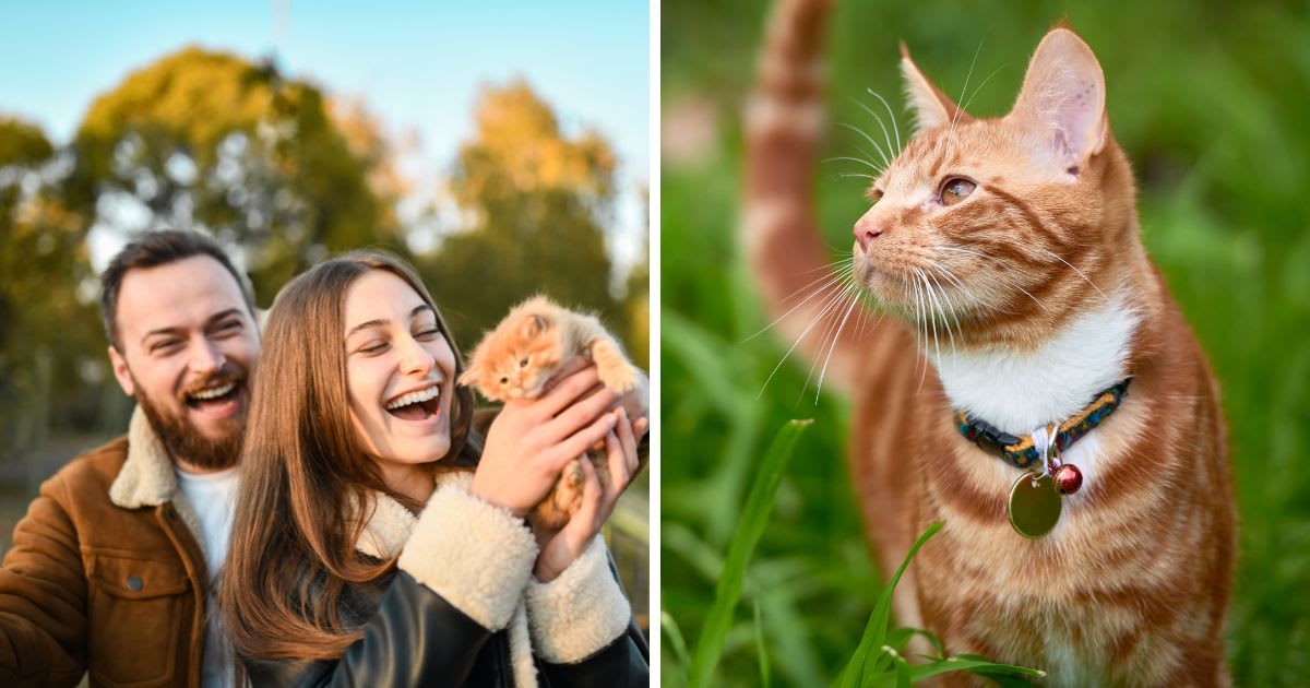 (L) Couple Petting Small Kitten, (R) A cat wearing a tag. (Representative Cover Image Source: Getty Images | (L) AleksandarGeorgiev, (R) Christopher Freeman)