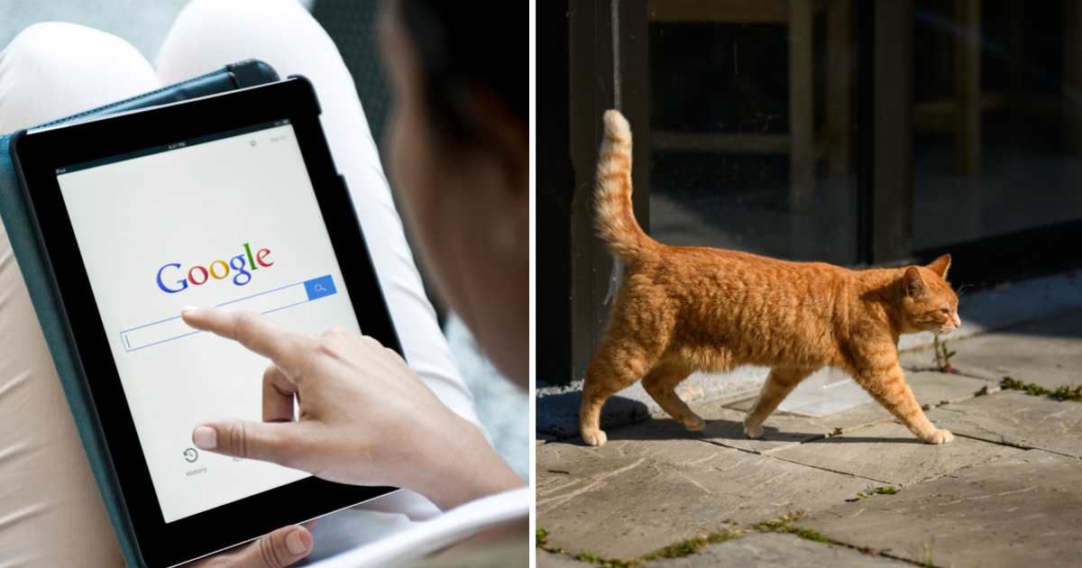 (L) Google on iPad 2, (R) A ginger cat walking past a building. (Representative Cover Image Source: Getty Images | (L) ersinkisacik, (R) Carrigphotos)