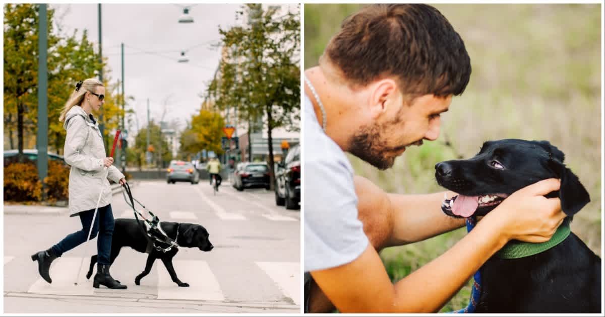 (L ) A blind woman walking with her guide dog ; (R) A man petting a dog (Representative Cover Source: Getty Images | Photo by (L) Maskot; (R) Nevena1987)