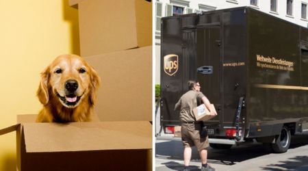 Golden Retriever gets back at delivery man for forgetting his treats — makes him deliver a very special ‘package’ to his owners