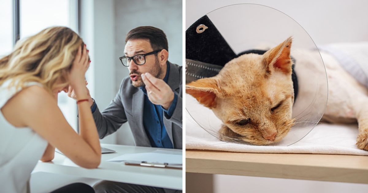 (L) Mad male worker yelling at female colleague , (R) A sick cat at a veterinary clinic. (Representative Cover Image Source: Getty Images | (L) dragana991, (R)Iuliia Burmistrova)