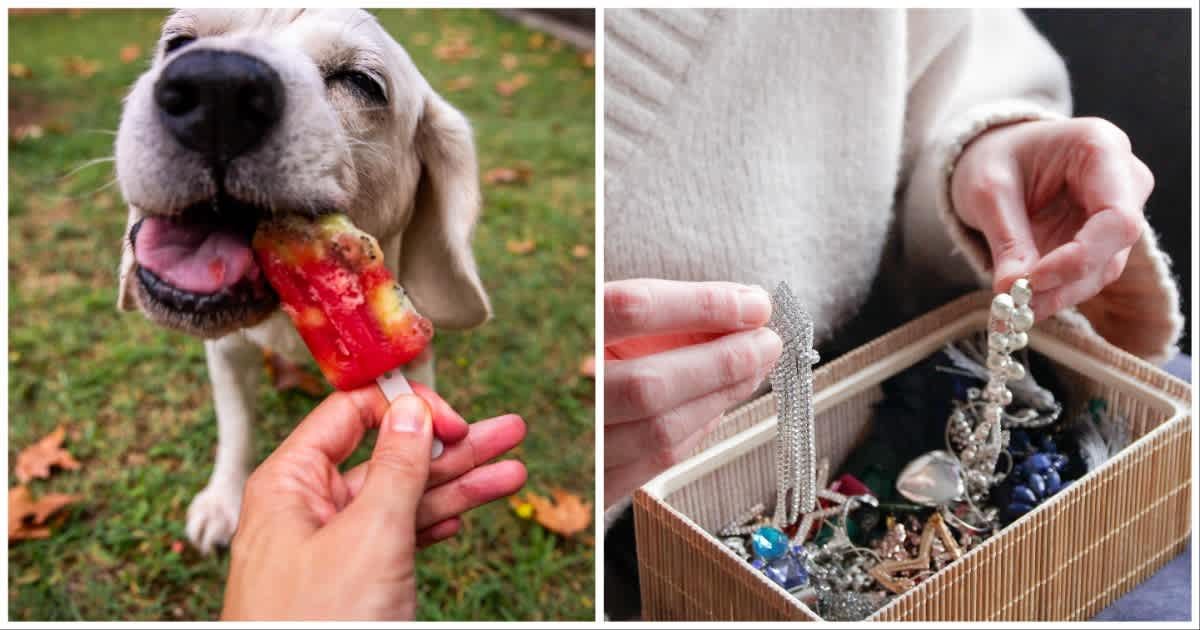 (L ) A dog chewing on a popsicle ; (R) A woman with her jewellery box (Representative Cover Source: Getty Images | Photo by (L) Artur Debat; (R) Kinga Krzeminska