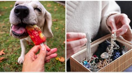 Her naughty dog ate whole popsicles and threw up — leading to a stunning discovery that solved a 6-year-long search