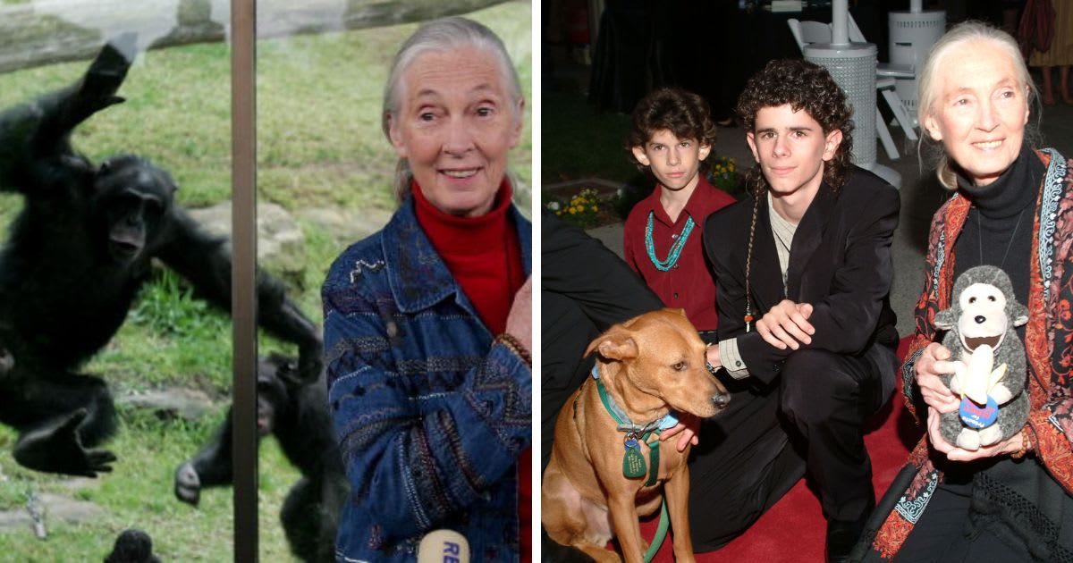 (L) Jane Goodall at the "In Defense Of Animals Guardian Awards Fundraiser", on October 30, 2004, (R) Dr. Jane Goodall holds a press conference at Taronga Zoo. (Cover Image Source: Getty Images | (L) Michael Tullberg, (R) Ian Waldie)