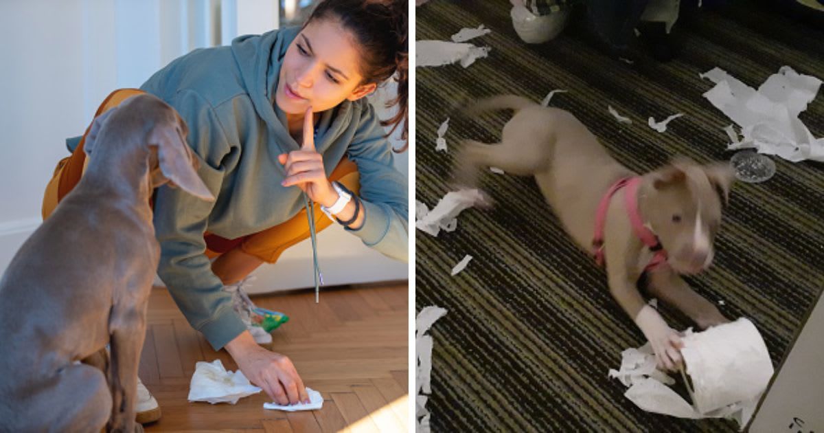 (L) A woman scolding her Weimar puppy, (R) A young Pit Bull puppy who has gotten hold of the toilet paper. (Representative Cover Image Source: Getty Images | (L) zoranm, (R) EHMS Photography)