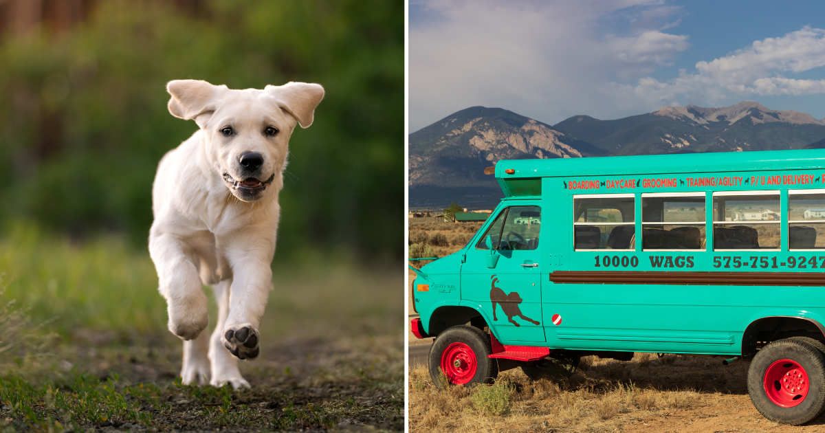 (L) A young labrador running. (R) A dog daycare bus. (Representative Cover Image Source: Getty Images | (L) Anita Kot, (R) J. Michael Jones)