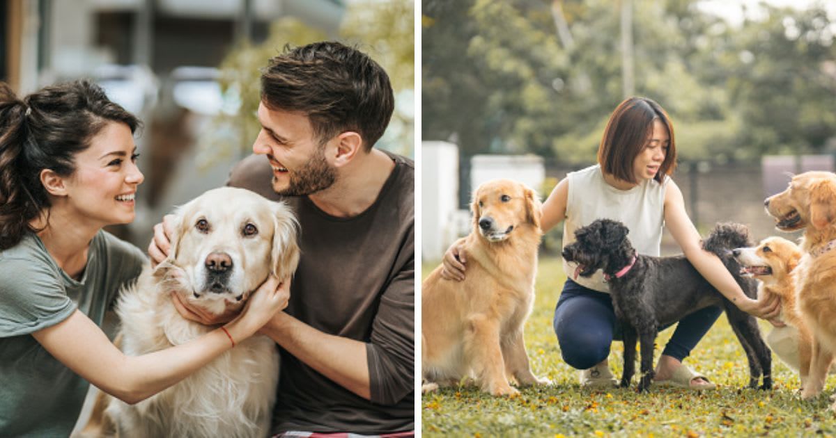 (L) Happy couple talking while enjoying with their dog at home, (R) Kennel Assistant release dogs and playing with dogs at dog daycare. (Representative Cover Image Source: Getty Images | (L)skynesher, (R) Kong Ding Chek)