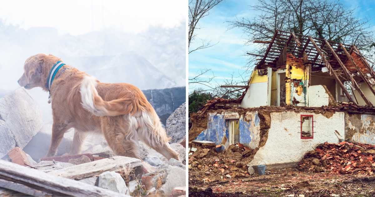 (L) A dog standing on debris after an earthquake. (R) A house destroyed after an earthquake. (Representative Cover Image Source: Getty Images | (L) Jaroslav Noska, (R) Oliver Helbig)