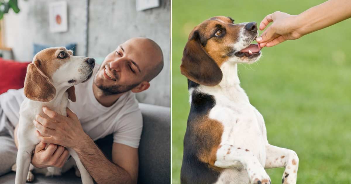 (L ) One man playing with his beagle dog at home; (R) Beagle getting a treat (Representative Cover Source: Getty Images | Photo by (L) South_agency; (R) drbimages)
