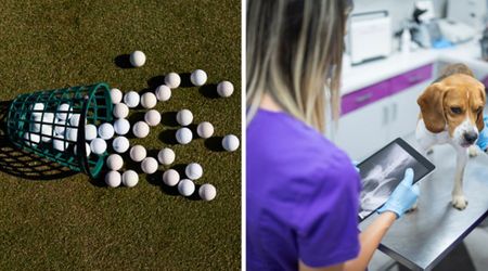 Vet ordered a scan after pet dog threw up four golf balls — only to discover something far worse hiding inside his stomach