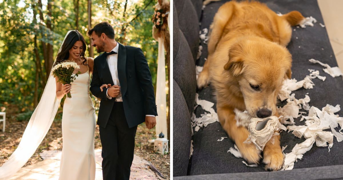 (L) Happy newlyweds walking together, (R) A dog shreds paper. (Representative Cover Image Source: Getty Images | (L)Igor Suka, (R) SamuelBrownNG)