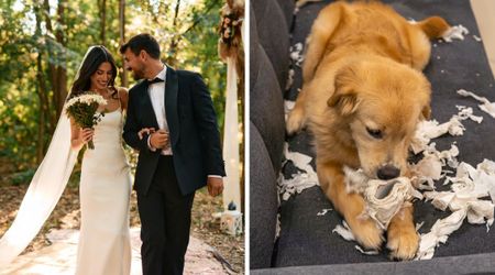 Dog parents were just days from their dream Italian wedding — but their pup’s innocent mistake nearly left the groom stranded in the US