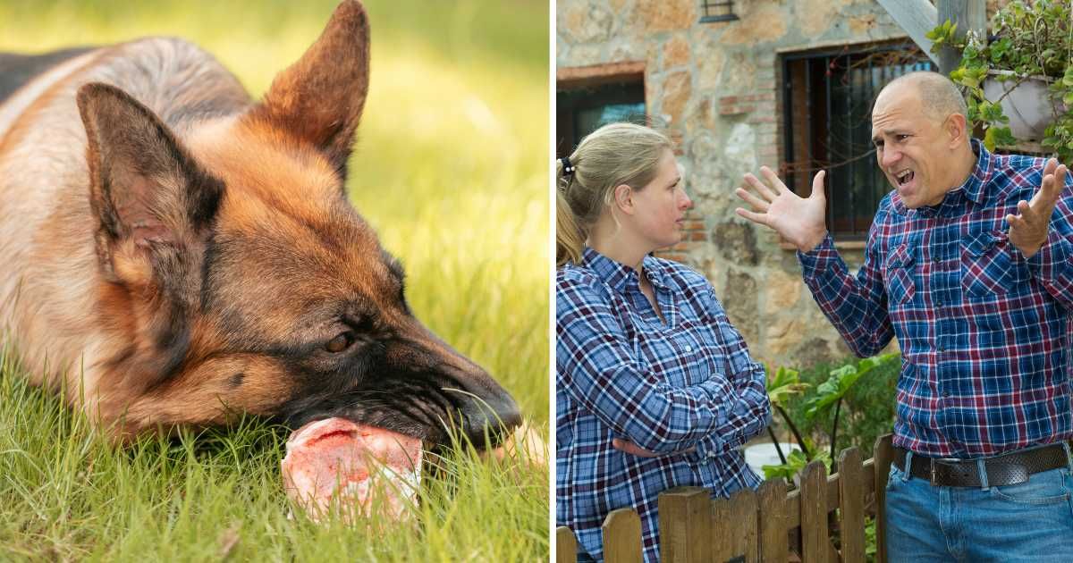 (L) A German Shepherd dog eating meat. (R) Two neighbors fighting. (Representative Cover Image Source: Getty Images | (L) Kalisson, (R) JackF)