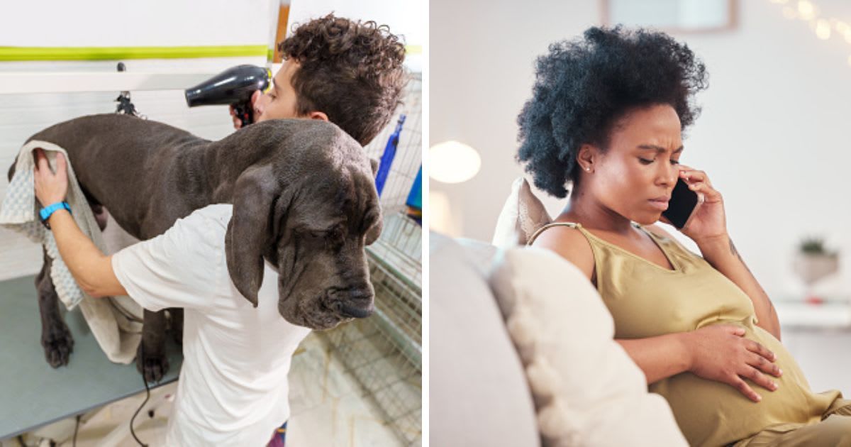 (L) A Dog groomer drying a great dane, (R) A pregnant woman in stress. (Representative Cover Image Source: Getty  Images | (L)Javier Zayas Photography, (R)PeopleImages)