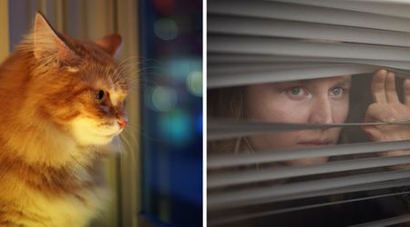 Owner feared the worst when her cat repeatedly pressed ‘stranger outside’ at night—then she saw what he was warning her about