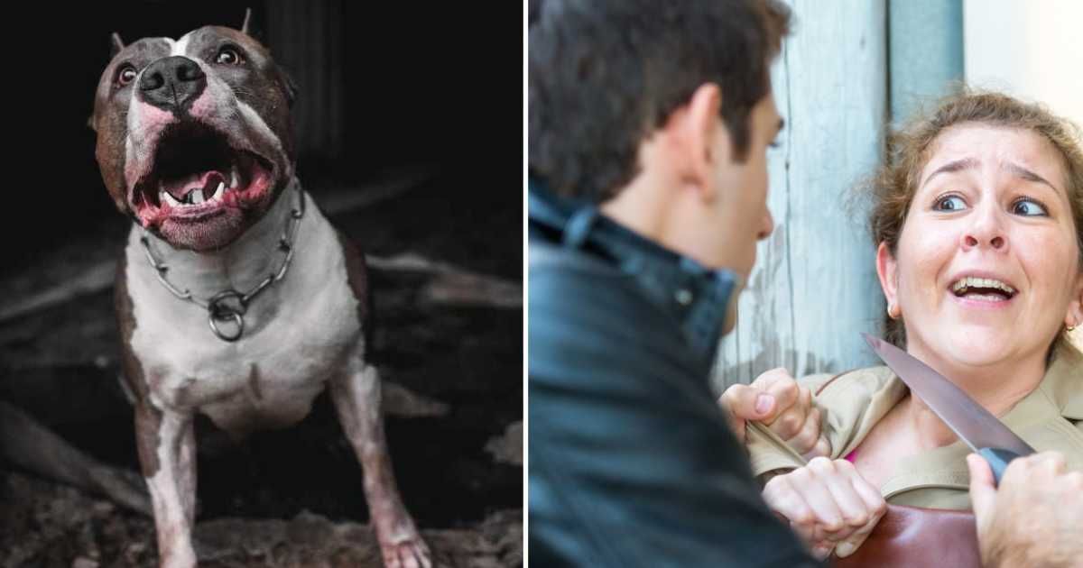 (L) An aggressive pitbull barking. (R) Man threatening a lady with a knife. (Representative Cover Image Source: Getty Images | (L) Andre Valentim, (R) Juanmonino)