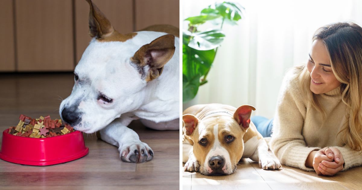 (L) A sweet dog eats a treat, (R) A sad Brown Pitbull Terrier dog lying next to woman. (Representative Cover Image Source: Getty Images | (L) sanjagrujic, (R) Vera Vita)