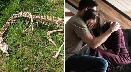 Man stumbled upon dog’s remains while picking mushrooms in the woods — one tiny clue on the bones led him to a heartbreaking discovery