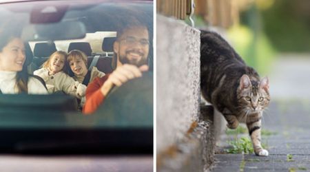 Cat takes a wild risk to join her family on road trip — 100 miles later, their hearts stopped when they discovered where she was