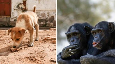 With no vets nearby, rescuers introduced a ‘dying’ pup to a family of chimps — the 'miracle' that unfolded later stunned everyone