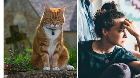 Owner watched her cat mourn by her dog’s grave for 10 days straight — but the loss that came next was beyond anything she imagined