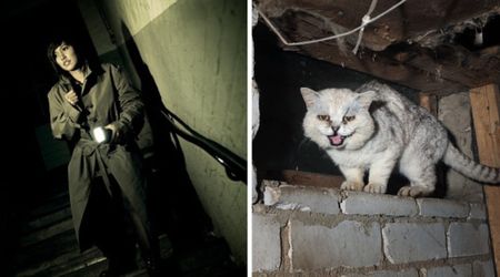 Owner followed the meows of her 3 cats into the basement after they suddenly disappeared — and the creepy discovery still haunts her