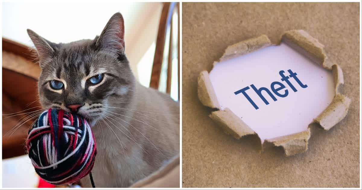 (L ) A cat with a stolen ball of yarn ; (R) A theft signboard (Representative Cover Source: Getty Images | Photo by (L) Akchamczuk ; (R) 1001Love)