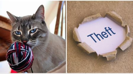 Oregon woman publicly shamed her ‘thief’ cat with a hilariously brutal sign — and it actually stopped her from stealing again