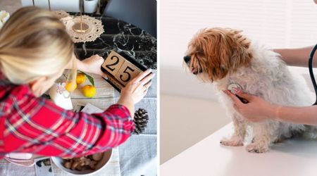 This owner forgot all the special days and holidays after her dog’s dementia diagnosis — and the reason will move you to tears