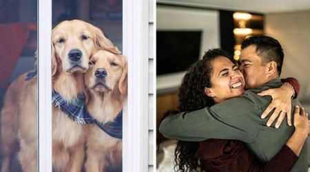 Husband noticed his dogs in matching scarves with a handwritten message — seconds later, his wife’s big secret was revealed