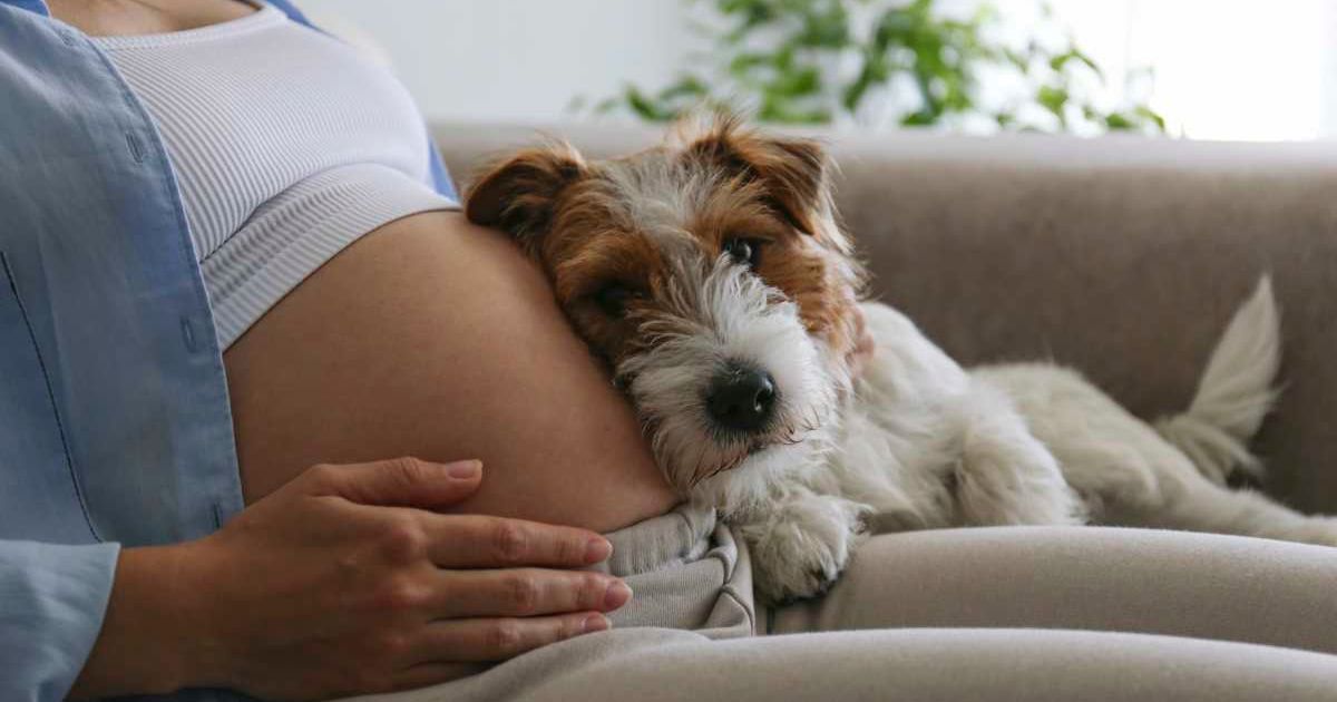 A dog rests on a pregnant woman's belly (Representative Cover Source: Getty Images | Photo by Evrymmnt)