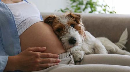 Pregnant woman decided to test if her dog really knew where the baby was — his instant reaction caught everyone off guard