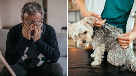 Fearing death, elderly man begged vets to euthanize his healthy dog — what he found when he returned for her ashes left him in tears
