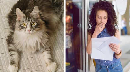 Cat returned home wearing a paper collar with a note from a restaurant — owner was stunned by the big secret it revealed