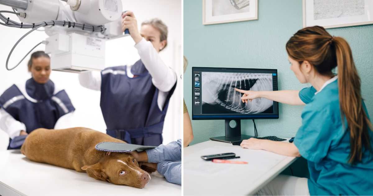 (L) A pit bull getting an X-ray at vet clinic. (R) A vet sharing X-ray report. (Representative Cover Image Source: Getty Images | (L) Capuski, (R) Maskot)
