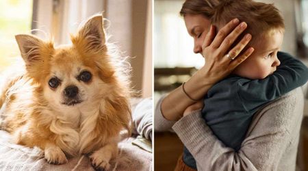 Little boy couldn’t understand why his late dog never came back — three days later, his heartbreaking message left his mom in tears