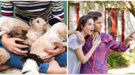 Couple fed hungry stray dog and her four puppies once – but what she brought to their door overnight changed their lives forever