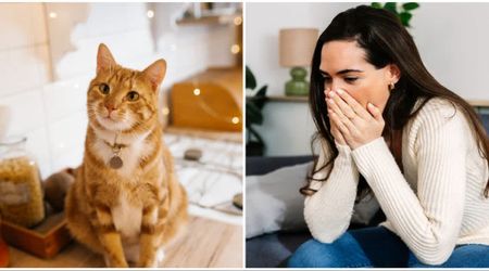 Cat greets owner at the door with a life-changing surprise from her boyfriend hidden in its collar — she’s left speechless when she sees it