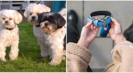 Their 3 Shih Tzus suffered sudden seizures after playing in the yard — one’s death uncovered a chilling threat hiding in the neighborhood for 5 years