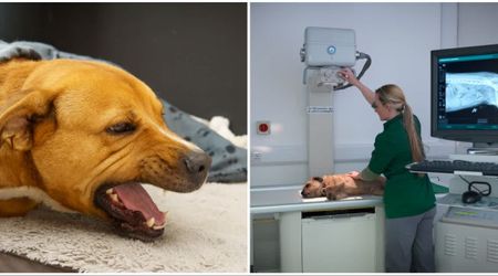 Her dog kept gagging during night walks despite multiple clear X-rays — until one vet finally discovered what everyone else missed