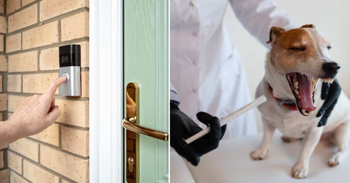 (L) A person pressing a doorbell with camera. (R) A pet dog at the vet clinic. (Representative Cover Image Source: Getty Images | (L) Nickbeer, (R) Ruslan malysh)